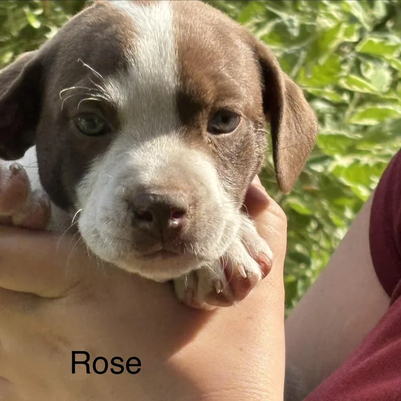 Rose Winner  Local thumbnail 2