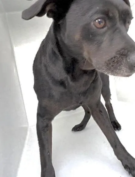 An adult medium-sized male Labrador Retriever dog named A for adoption in Houston, TX
