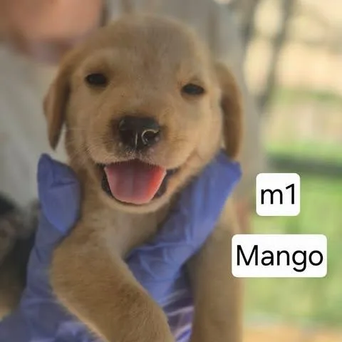 A baby small-sized male Yellow / Tan / Blond / Fawn Yellow Labrador Retriever dog named Mango for adoption in Dover, AR