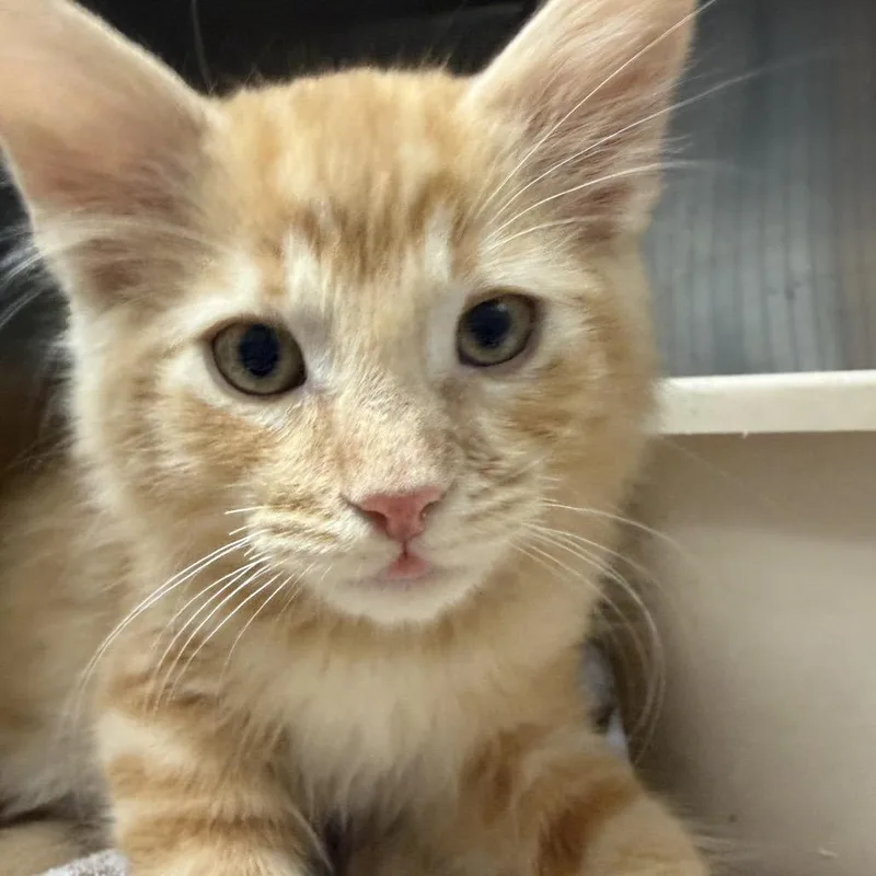 A baby small-sized male Domestic Medium Hair cat named Bibi for adoption in Long Beach, CA