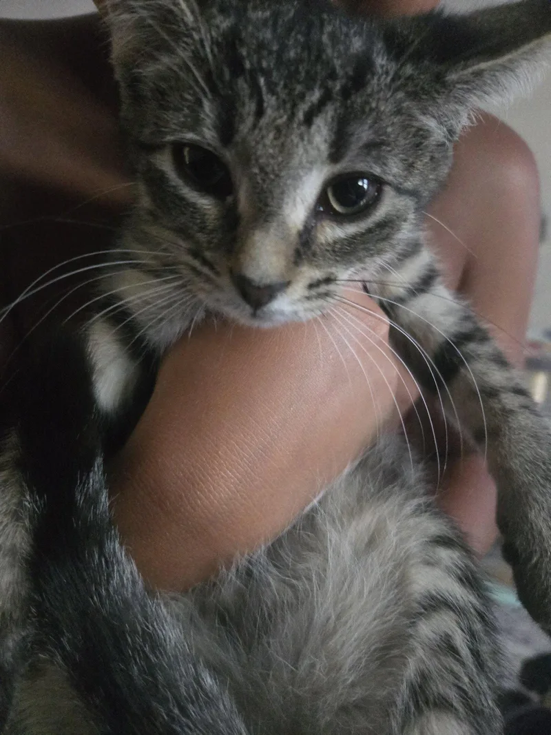 A baby medium-sized male Tabby cat named FrodoKC for adoption in Greenville, DE