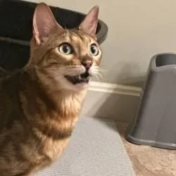 An adult medium-sized male Tabby (Brown / Chocolate) Bengal cat named Drax for adoption in Annapolis, MD