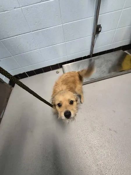 An adult small-sized male Terrier dog named Pen Felix for adoption in Lawrenceville, GA