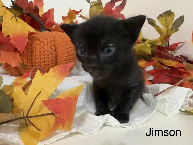 Jimson thumbnail 3