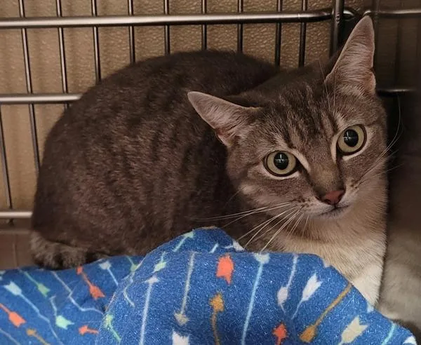 An adult medium-sized female Domestic Short Hair cat named Kiki for adoption in Vancouver, WA
