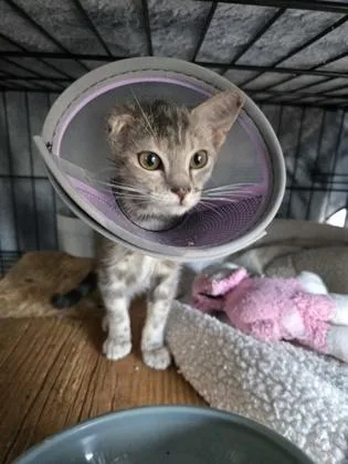 A young small-sized female Domestic Short Hair cat named Van Gogh for adoption in River Ridge, LA