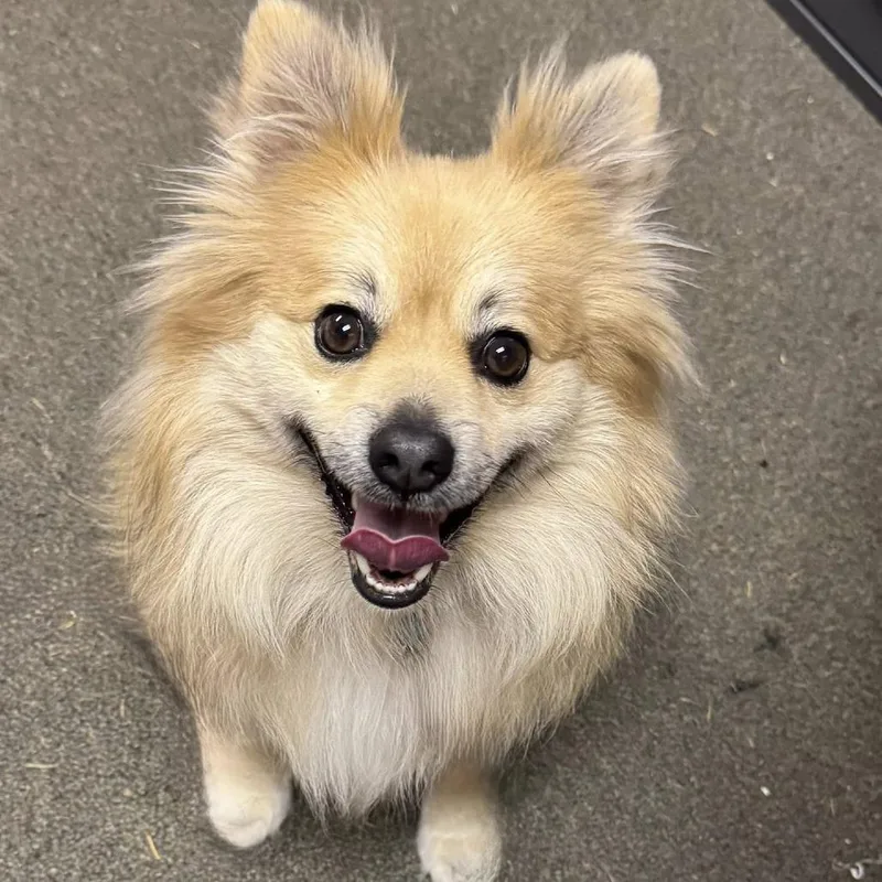 An adult small-sized male Yellow / Tan / Blond / Fawn Pomeranian dog named Percy for adoption in Graham, WA