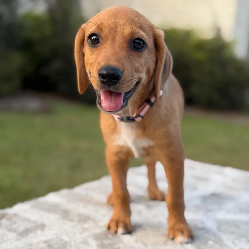 A baby small-sized female Yellow / Tan / Blond / Fawn Spaniel dog named Rose for adoption in Baton Rouge, LA