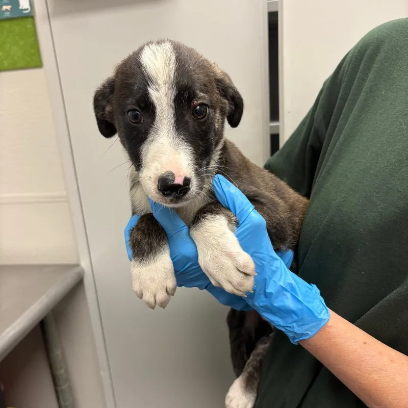 A baby medium-sized female White / Cream Mixed Breed dog named Green for adoption in Columbiana, AL