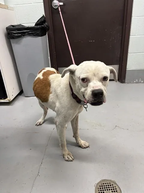 An adult medium-sized male Pit Bull Terrier dog named Clifford for adoption in Corpus Christi, TX