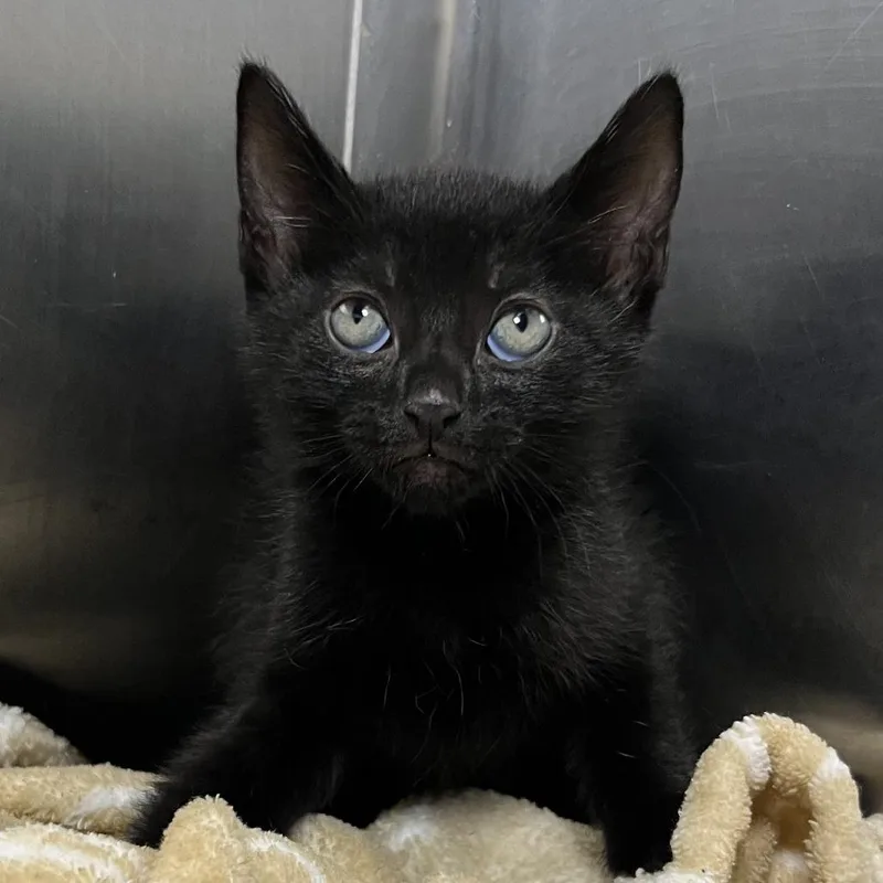 A baby medium-sized male Black Domestic Short Hair cat named Oatmeal for adoption in Palm Springs, CA