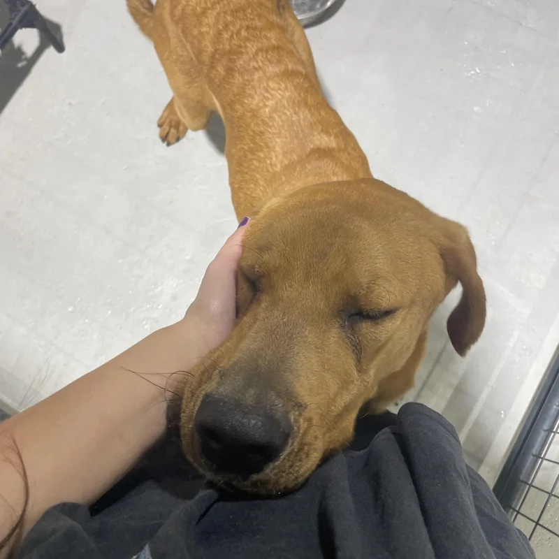 A young large-sized male Mixed Breed dog named Clifford for adoption in Ruston, LA