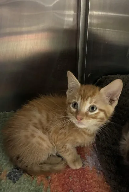 A baby medium-sized male Domestic Medium Hair cat named Caramel for adoption in Picayune, MS