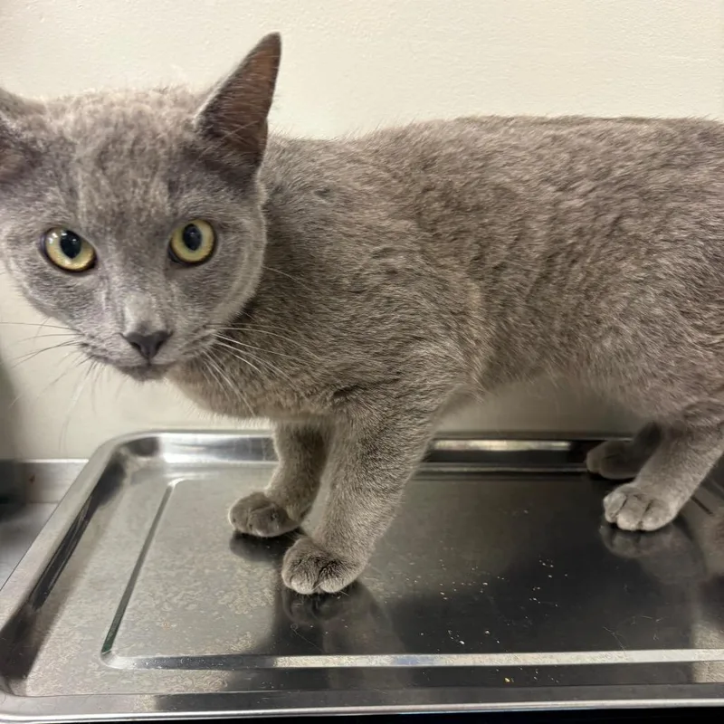 An adult medium-sized male Gray / Blue / Silver Domestic Short Hair cat named Mister for adoption in Columbiana, AL