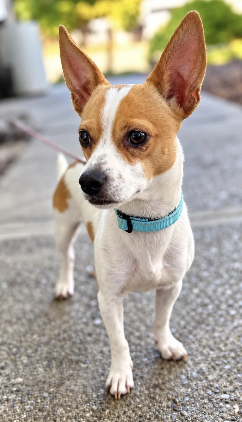 An adult small-sized male Chihuahua dog named Sterling for adoption in Tigard, OR