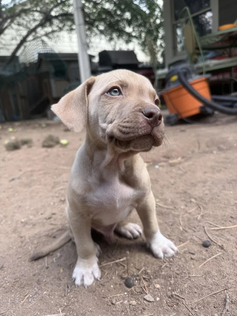 A baby medium-sized male Mixed Breed dog named Dil for adoption in Fort Collins, CO