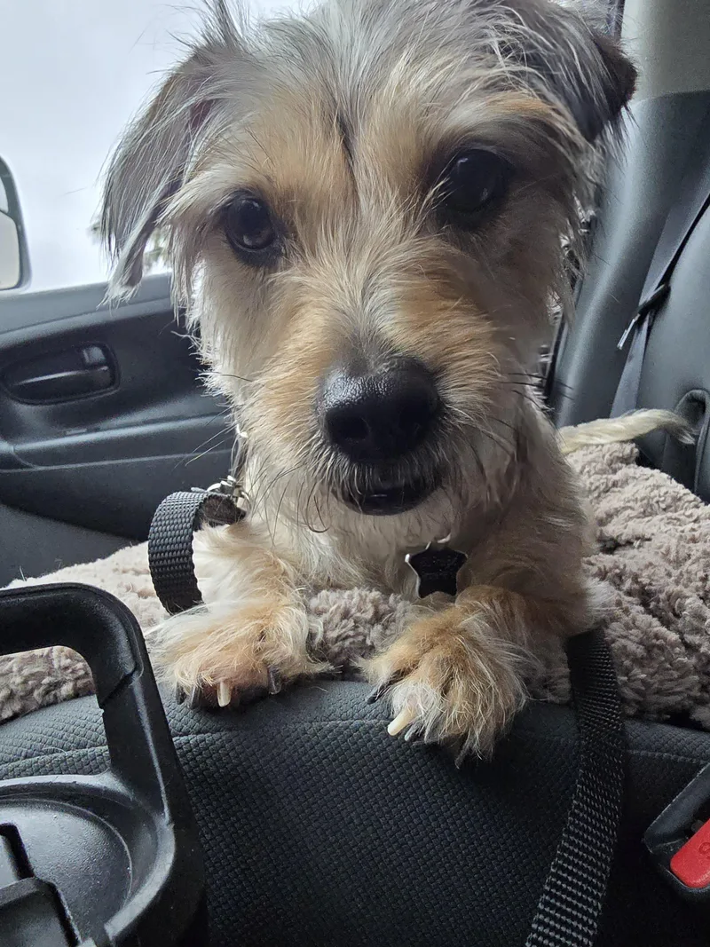 An adult small-sized female Dachshund dog named Valentina for adoption in Pembroke Pines, FL