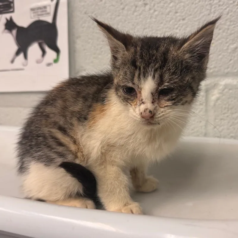 A baby small-sized female Domestic Short Hair cat named Pumpkin for adoption in Birdsboro, PA