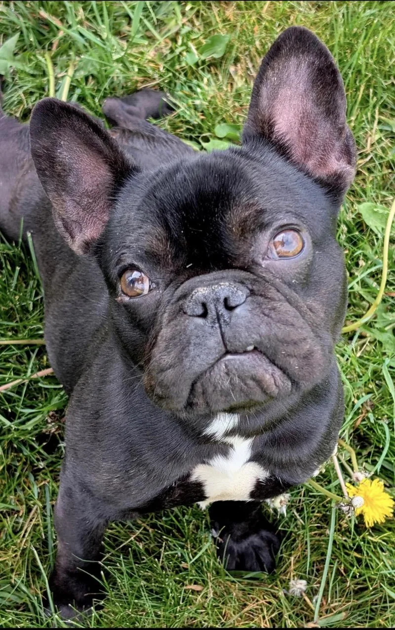 Lola Belle