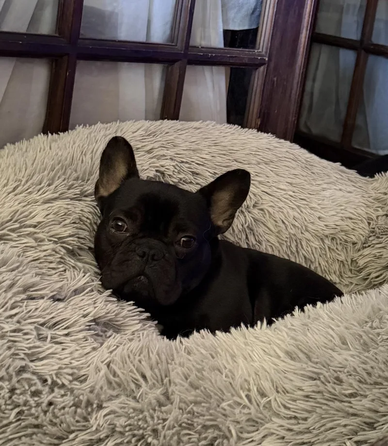 Lola Belle thumbnail 2