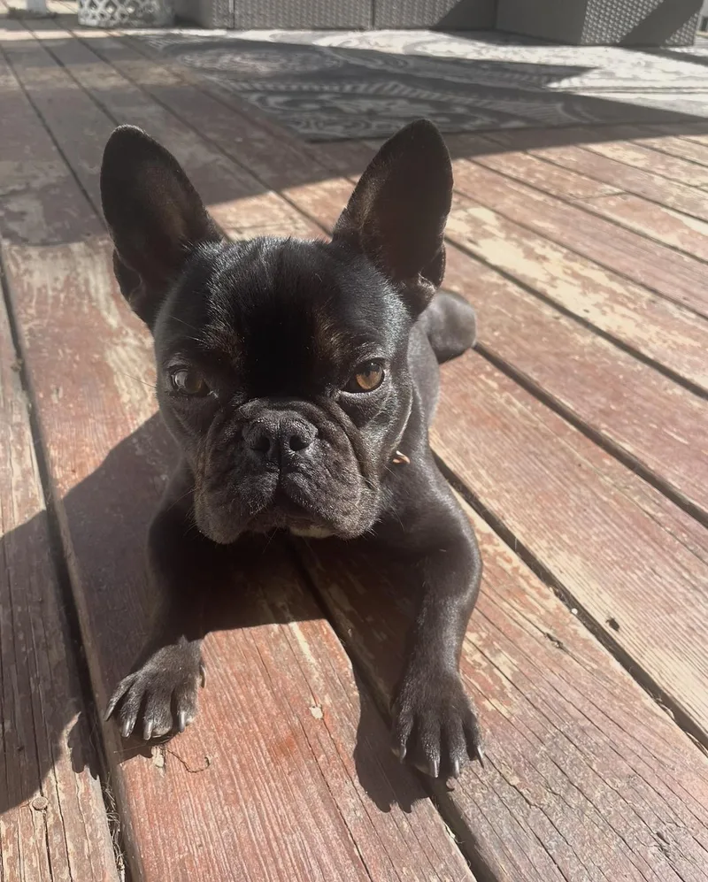 Lola Belle thumbnail 3