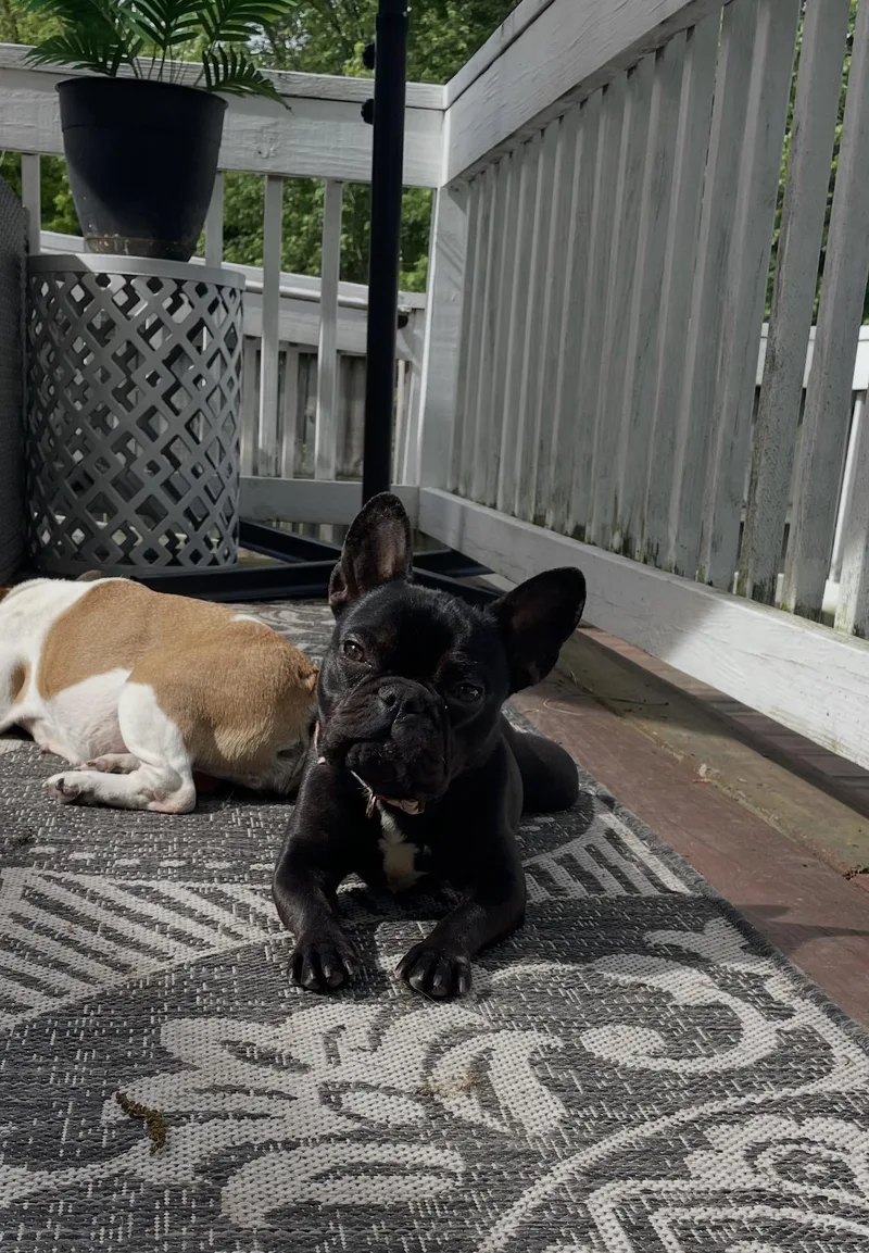 Lola Belle thumbnail 4