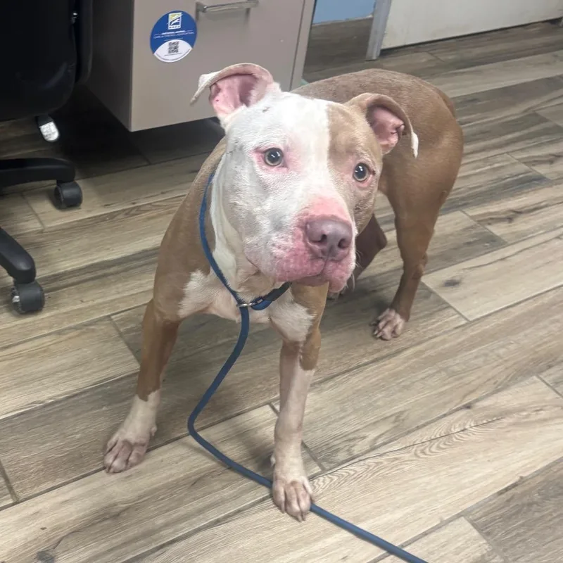 An adult medium-sized male Mixed Breed dog named Torres for adoption in Henderson, KY