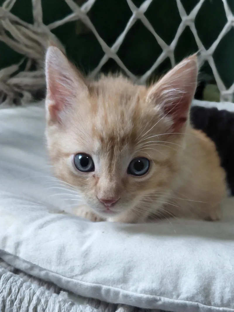 A baby medium-sized male Orange / Red Domestic Short Hair cat named Howard for adoption in Montello, WI