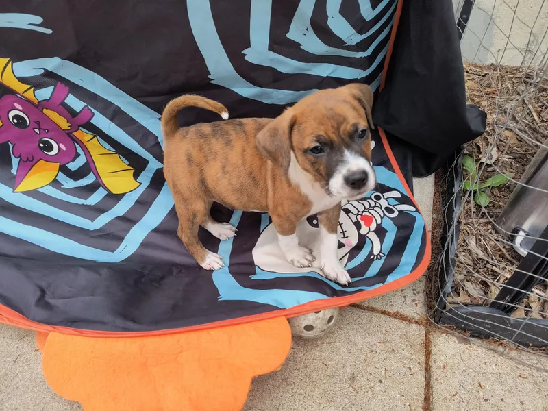 A baby medium-sized male Boxer dog named River for adoption in Aurora, IL