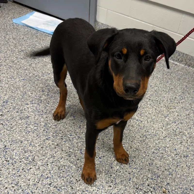 A young medium-sized female Black Mixed Breed dog named Morticia for adoption in Greenville, SC