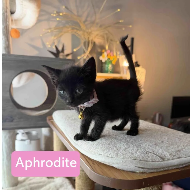 A baby medium-sized female Domestic Short Hair cat named Aphrodite for adoption in Hoover , AL