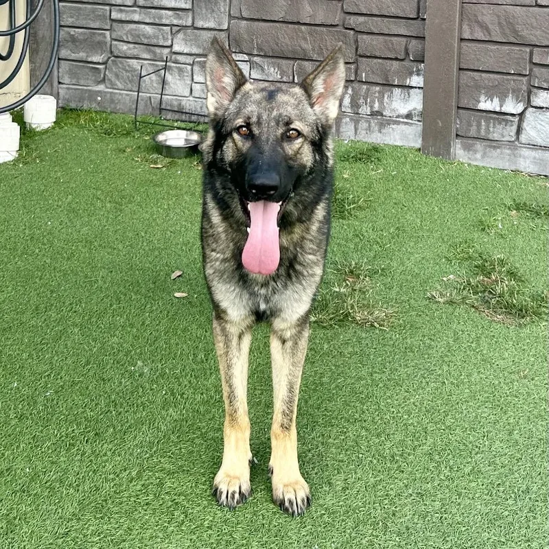 An adult medium-sized female Brown / Chocolate German Shepherd Dog dog named Stormy for adoption in LOXAHATCHEE, FL