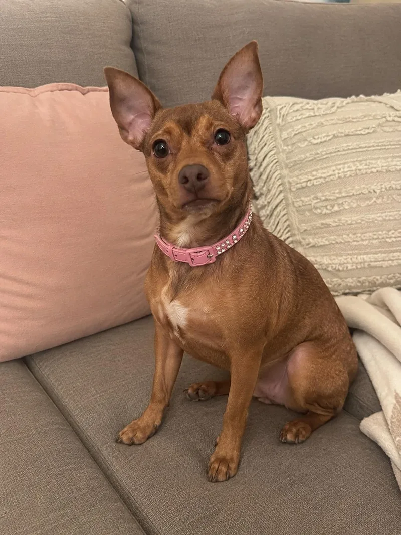 A young small-sized female Brown / Chocolate Chihuahua dog named Moana for adoption in Liverpool, TX