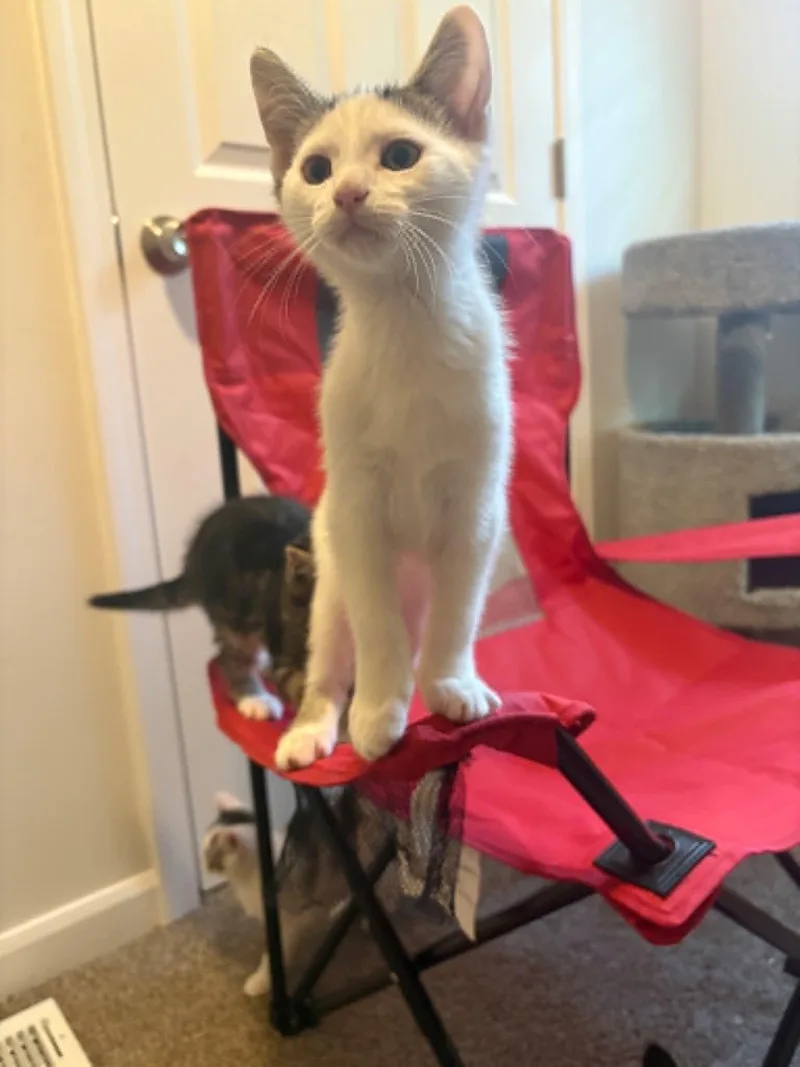 A baby medium-sized male White Domestic Short Hair cat named Strider for adoption in Crown Point, IN