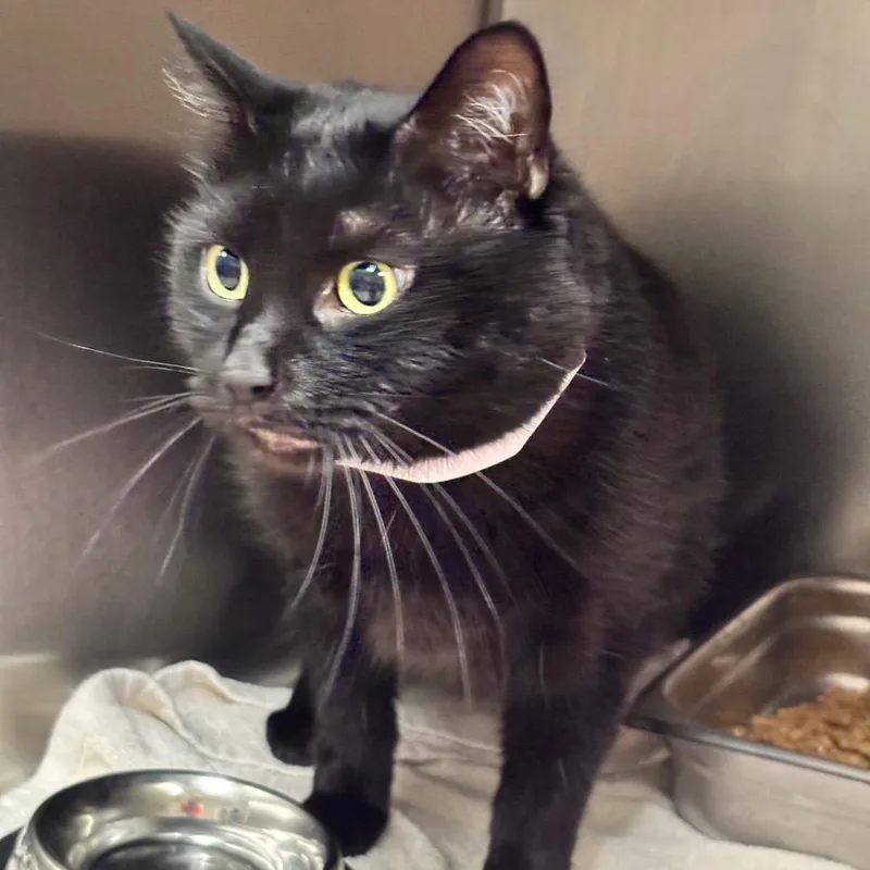 An adult large-sized male Black Domestic Medium Hair cat named Rueben for adoption in Birmingham, AL
