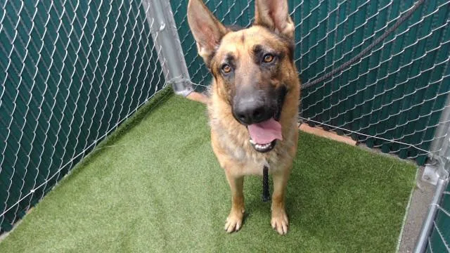 An adult medium-sized male German Shepherd Dog dog named Sharky for adoption in Downey, CA