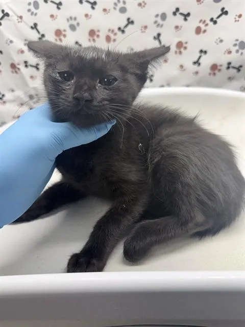 A baby small-sized female Domestic Short Hair cat named Winifred for adoption in Riverside, CA
