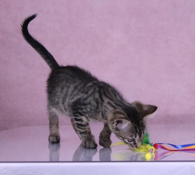 A baby medium-sized male Tabby (Gray / Blue / Silver) Domestic Short Hair cat named Biscuit for adoption in Tuscaloosa, AL