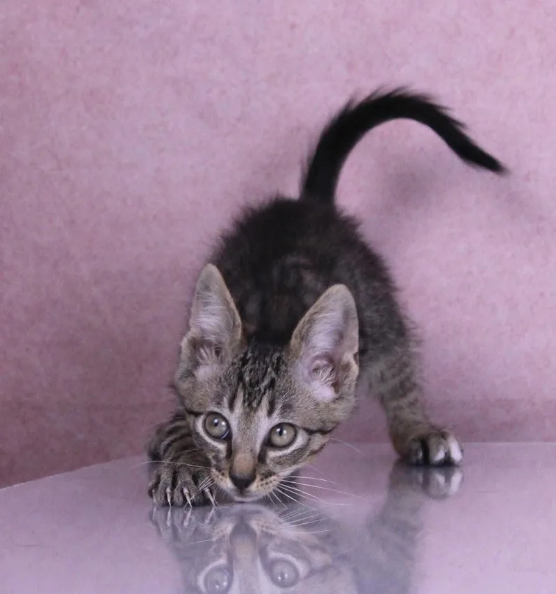 Biscuit thumbnail 6