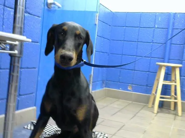A young small-sized male Doberman Pinscher dog named Rocky for adoption in Albuquerque, NM