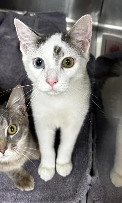 A baby medium-sized female Domestic Short Hair cat named Starburst for adoption in Westland, MI