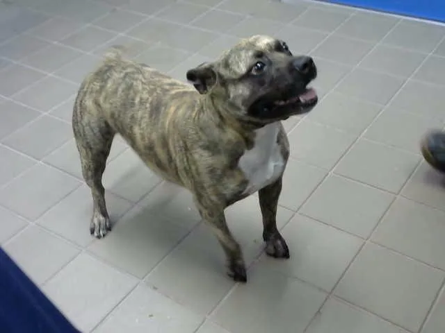 An adult medium-sized female Pit Bull Terrier dog named Lulu for adoption in Albuquerque, NM