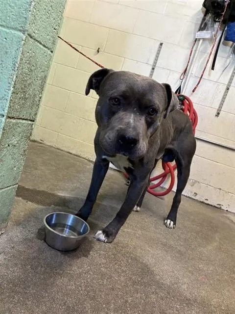 An adult large-sized male Pit Bull Terrier dog named Zeus for adoption in Sacramento, CA