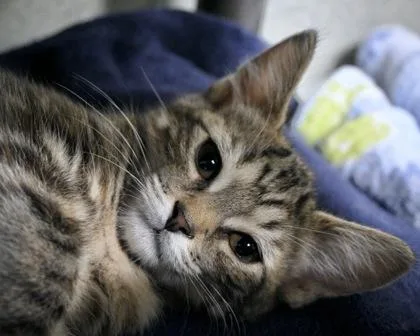 A baby small-sized female Domestic Short Hair cat named Nala for adoption in West Seneca, NY
