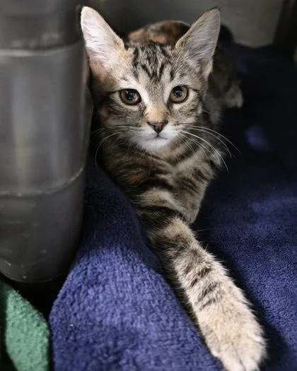 Nala thumbnail 2