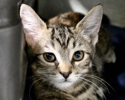 Nala thumbnail 3