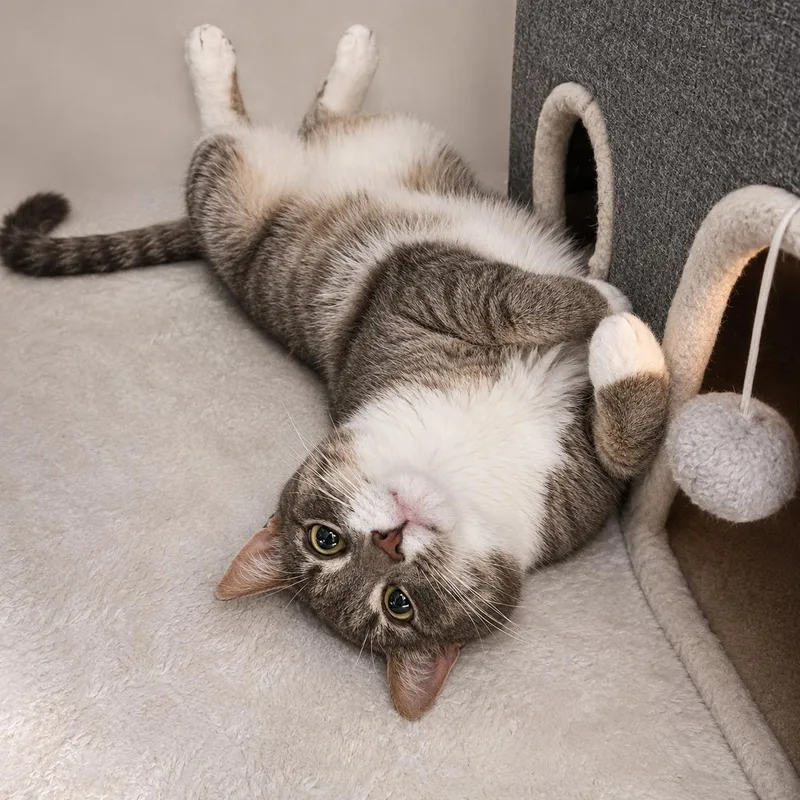 A young small-sized male Tabby (Gray / Blue / Silver) Domestic Short Hair cat named Chopper for adoption in New York, NY