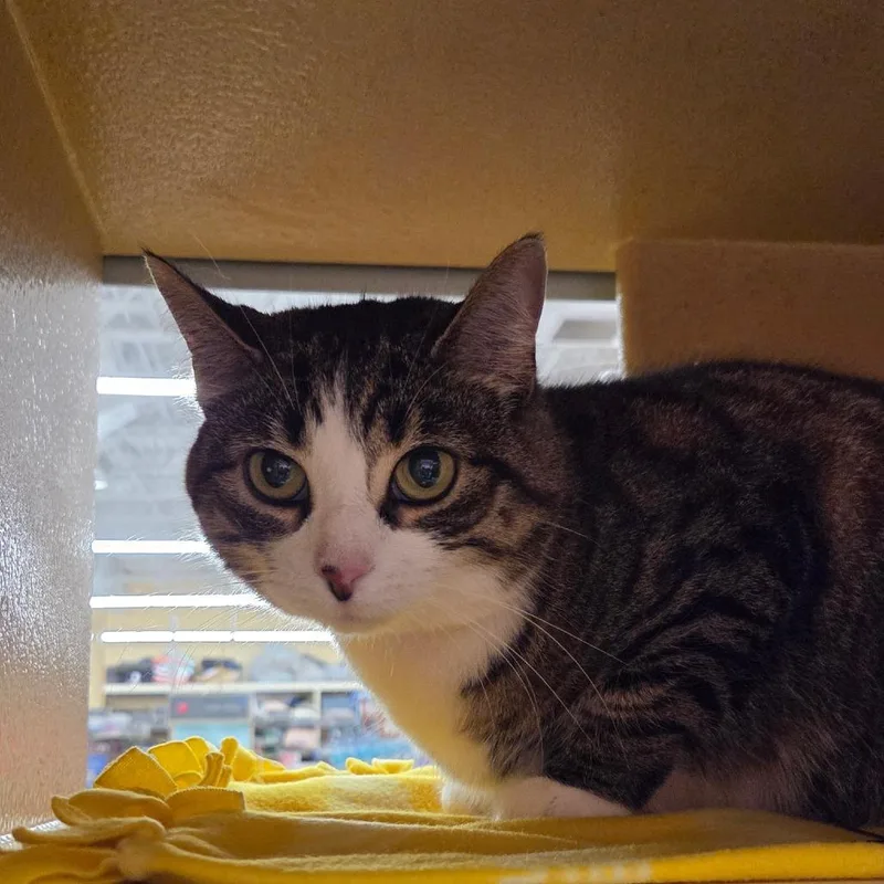 An adult medium-sized female Brown / Chocolate Domestic Short Hair cat named Boots for adoption in Hamburg, NY
