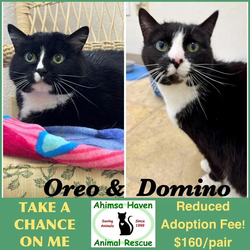 A senior medium-sized male Black & White / Tuxedo Domestic Short Hair cat named Oreo & Domino for adoption in Winchendon, MA