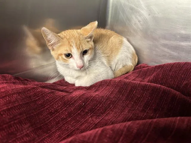 A baby small-sized male Domestic Short Hair cat named Jerry for adoption in Grand Prairie, TX